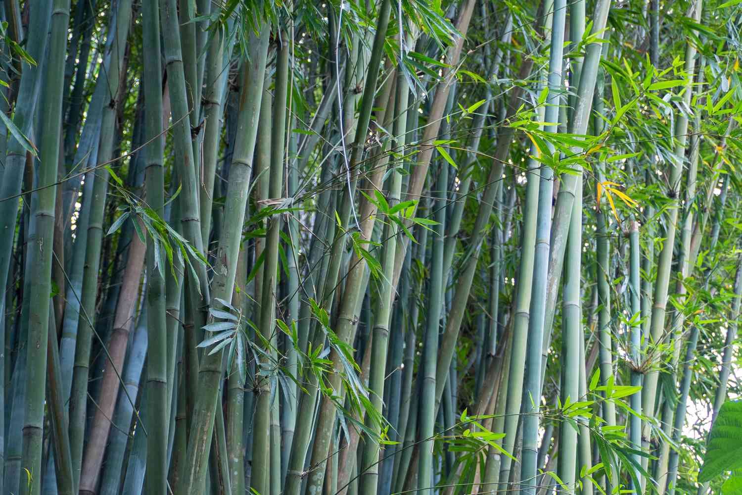 bamboo