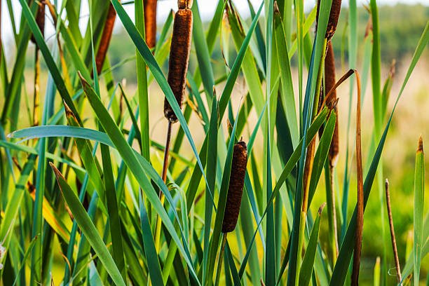seagrass