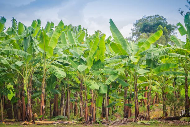 banana tree