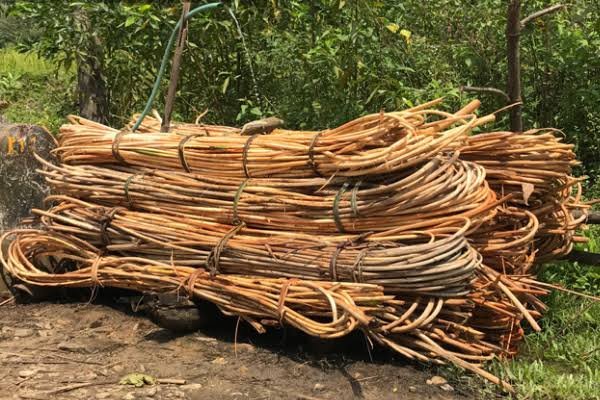 cane fiber