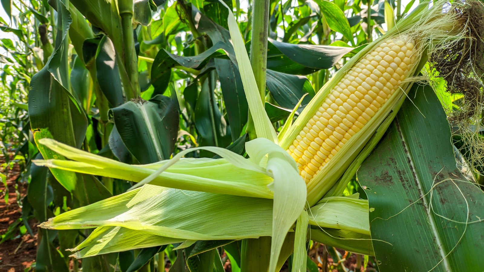 corn