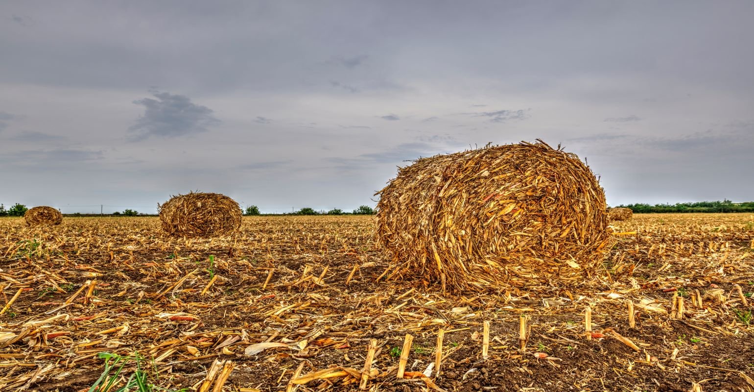 corn husk field