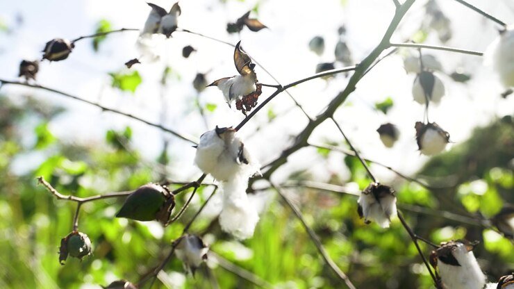 cotton