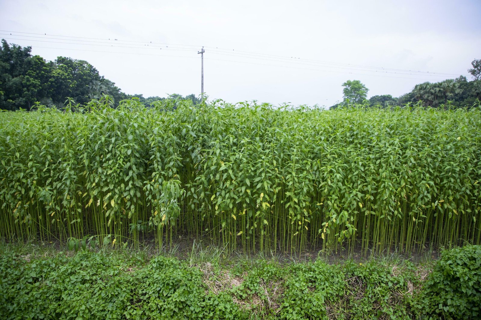 jute tree field
