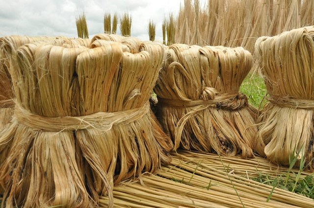 jute fiber