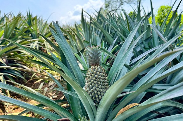 pineapple tree