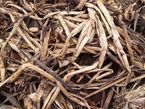 water hyacinth raw